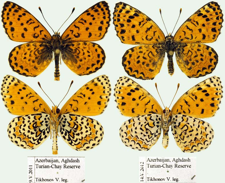 Melitaea persea Foto